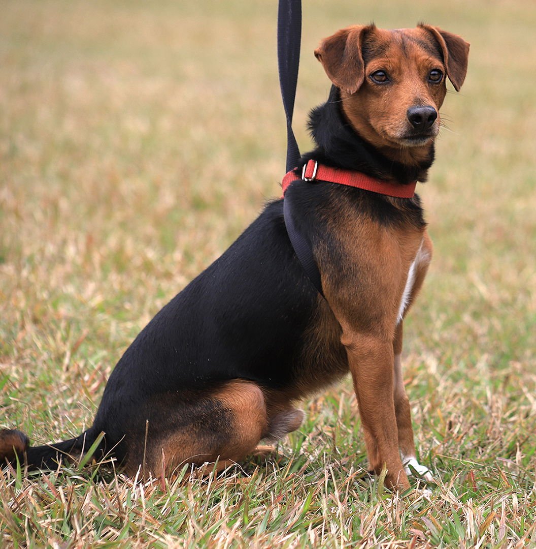 Bert  - Hold HWT - Photo 3