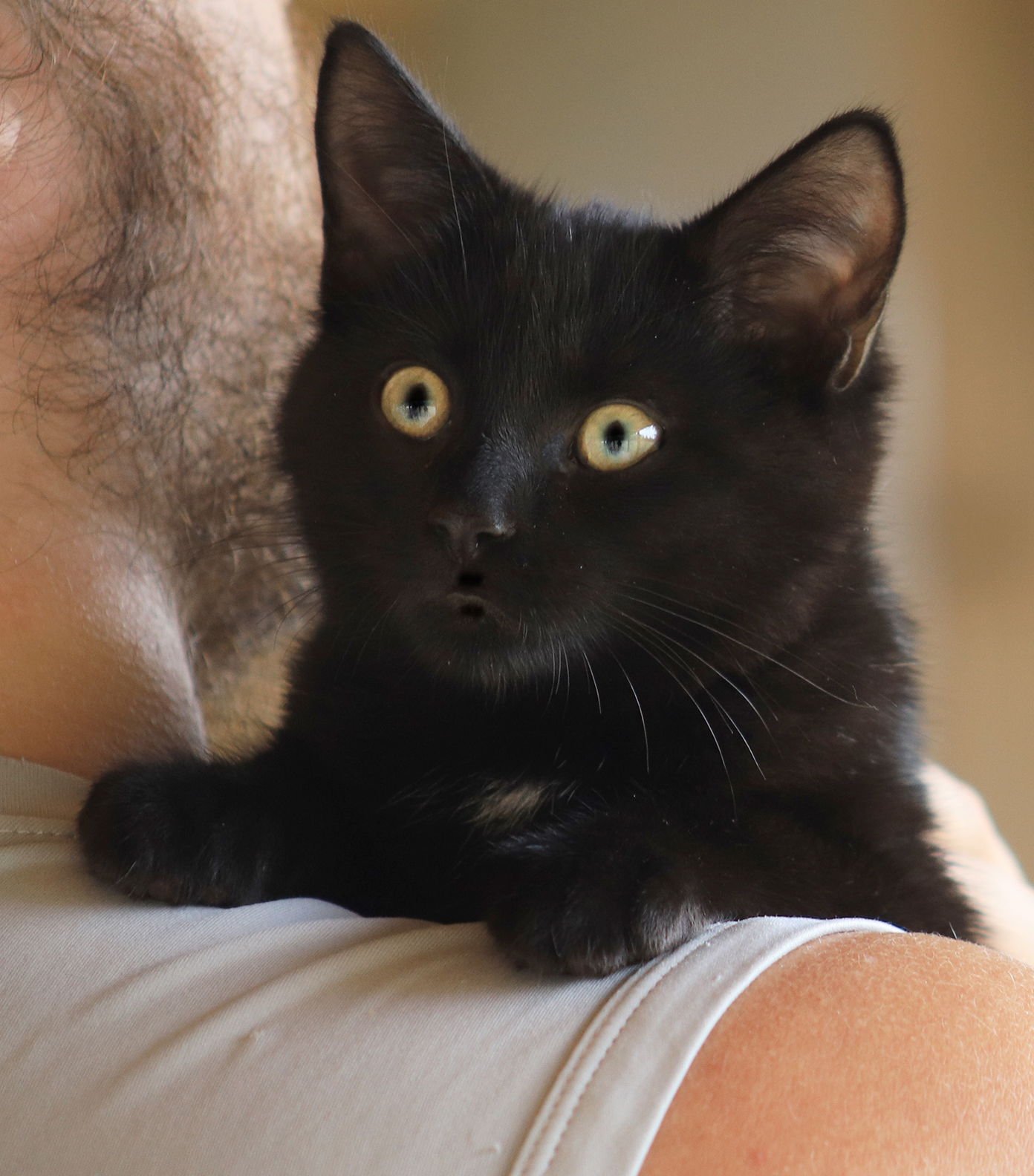 SIRIUS BLACK - Domestic Short Hair available for adoption