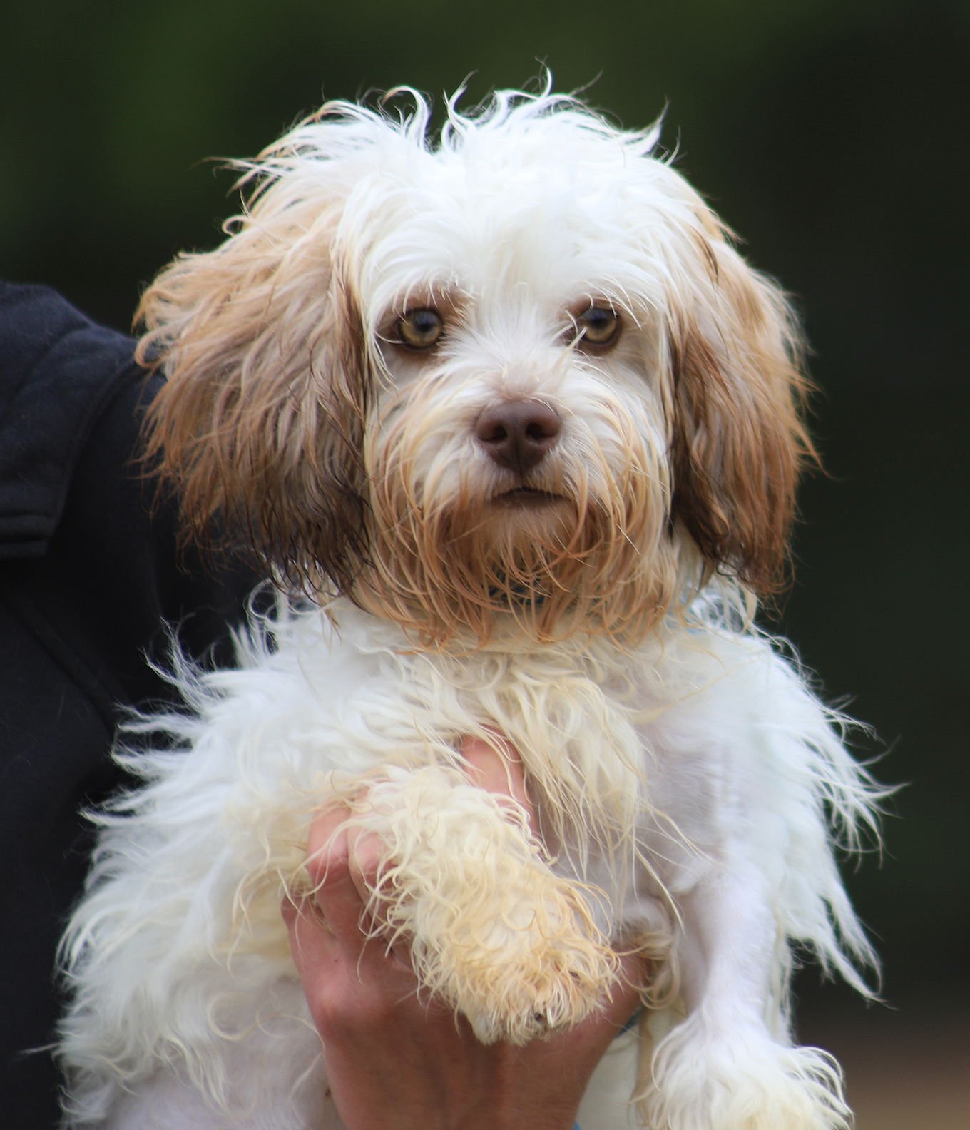 KERMIT - Shih Tzu available for adoption