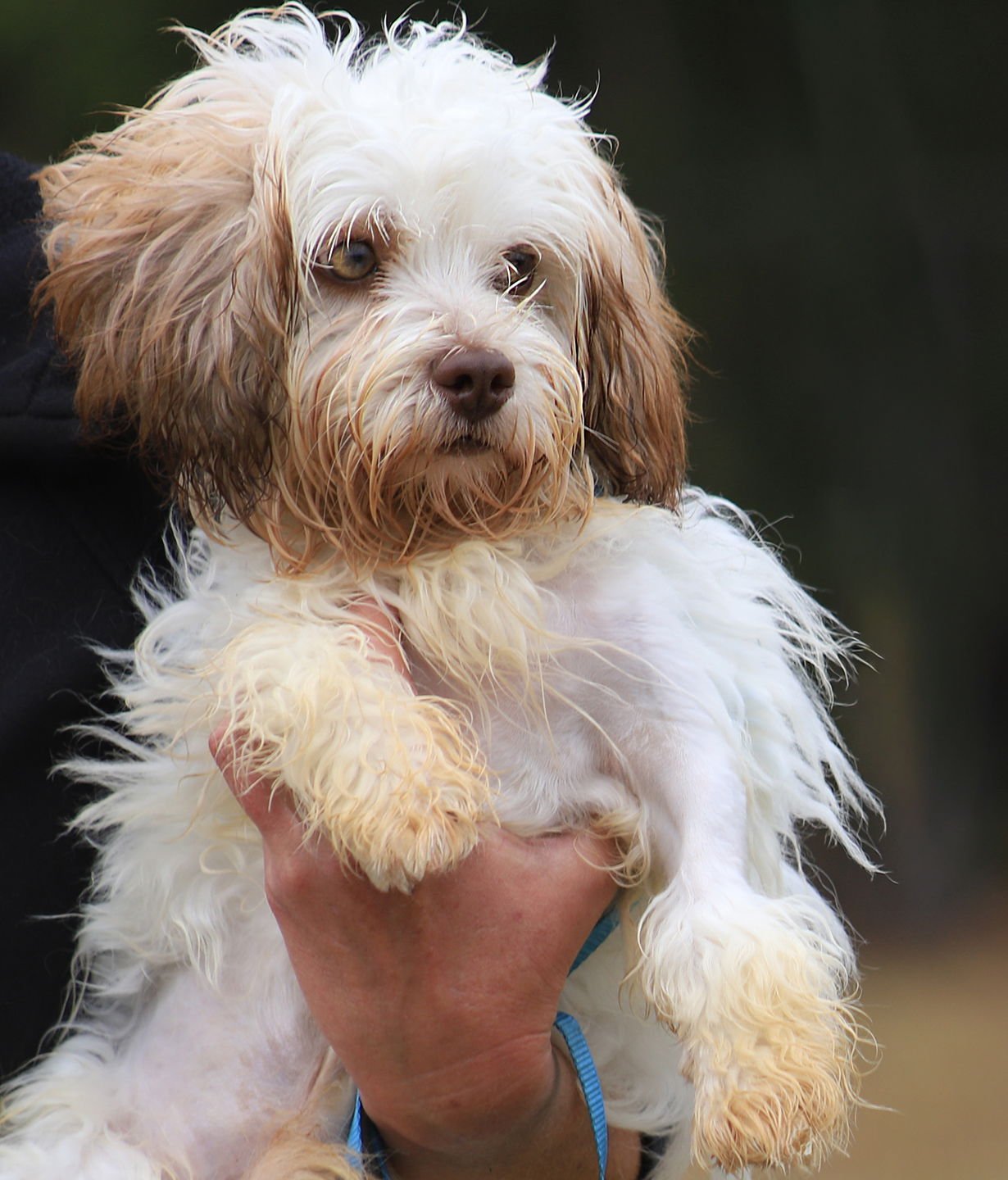 KERMIT - Shih Tzu available for adoption