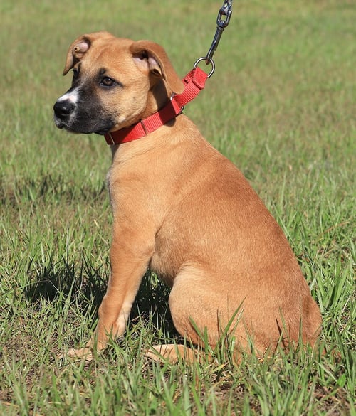 PAPRIKA - Hound available for adoption