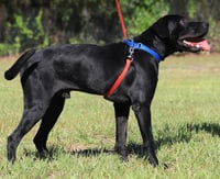 Ruger - Photo 3