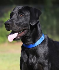 Ruger - Photo 1