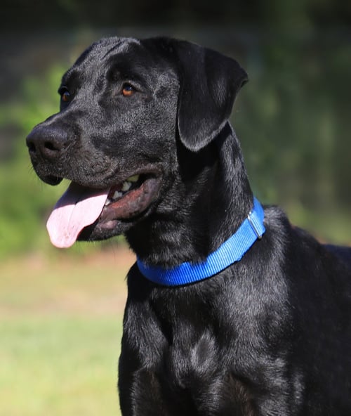 RUGER - Labrador Retriever available for adoption