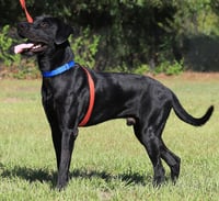 Ruger - Photo 2