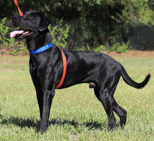RUGER - Labrador Retriever available for adoption