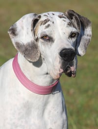 Zinnia - Photo 1