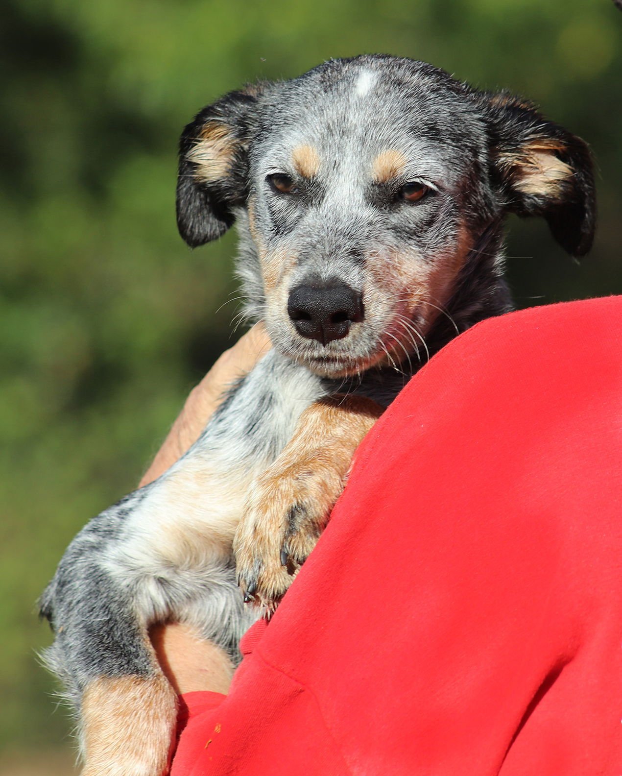 REESES - Hound available for adoption