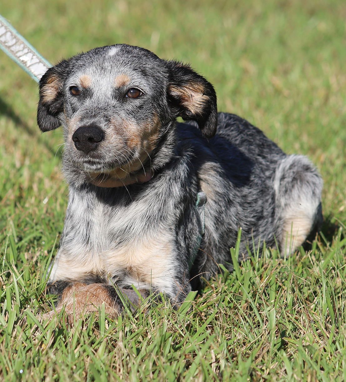 REESES - Hound available for adoption