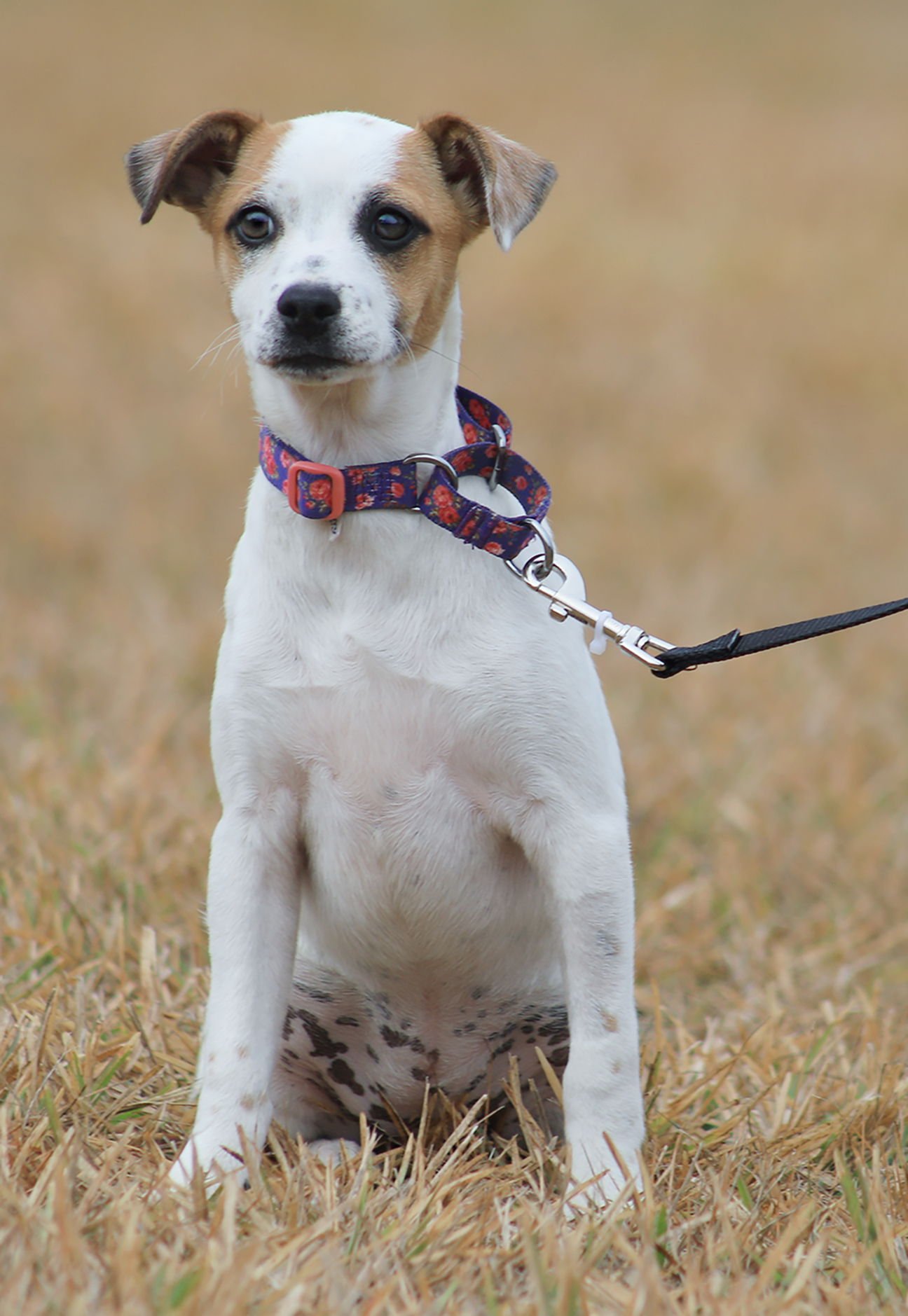 LOLLIPOP - Hound available for adoption