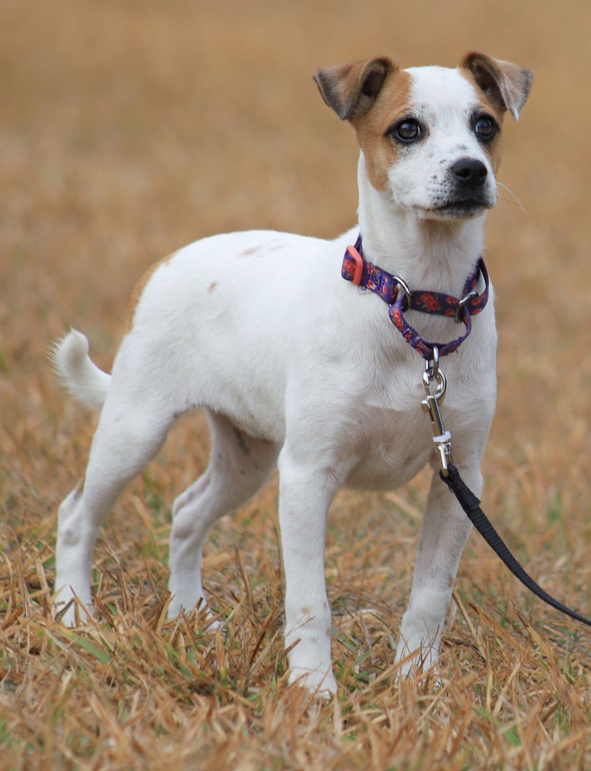 LOLLIPOP - Hound available for adoption