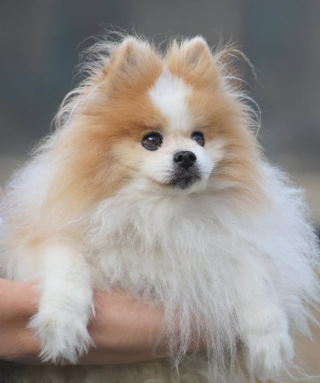 Mikey - Fostered to Adopt Image