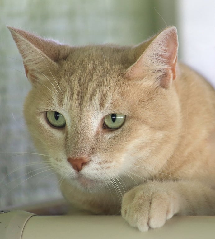 Sunshine Image