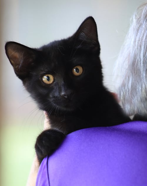 BETTY BOOP - Domestic Medium Hair available for adoption