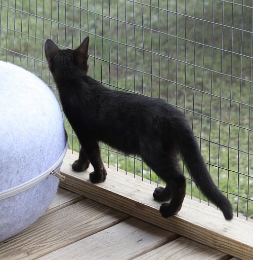 BETTY BOOP - Domestic Medium Hair available for adoption