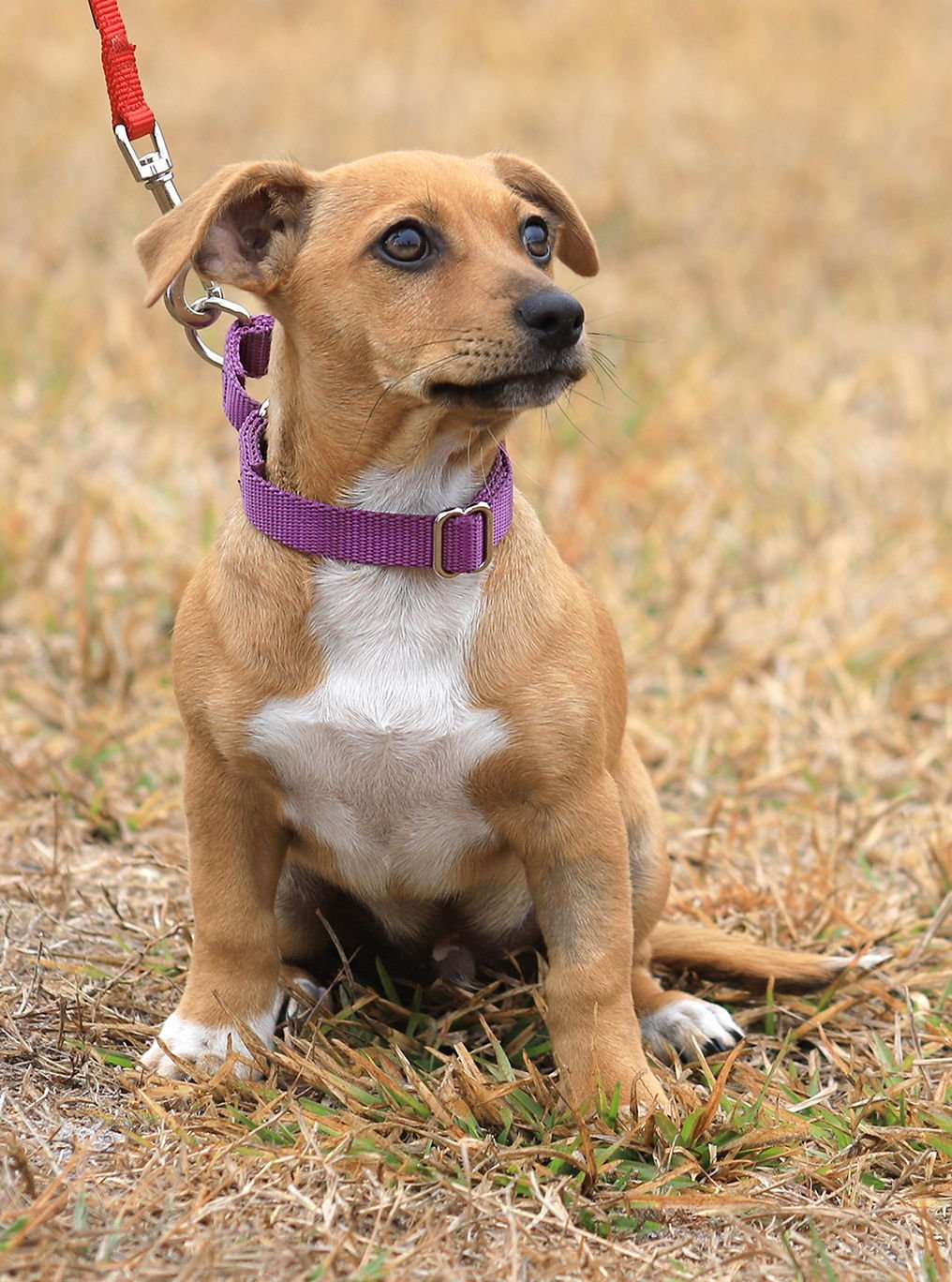 KIT KAT - Hound available for adoption