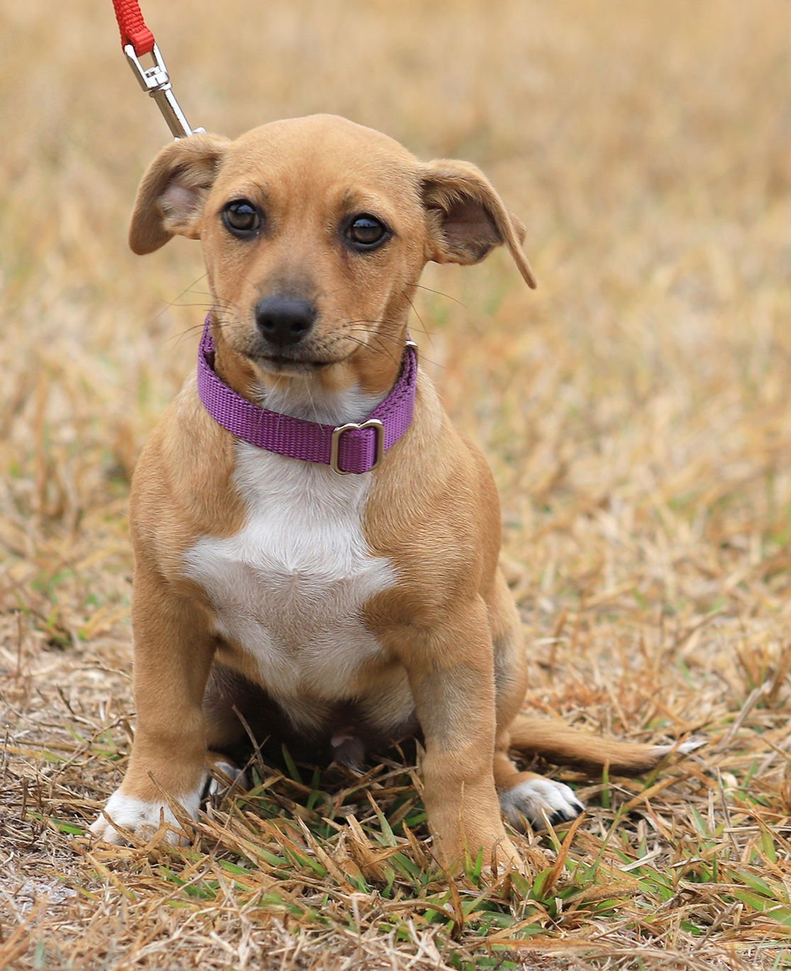 KIT KAT - Hound available for adoption