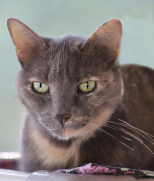 BLUEBERRY - Domestic Short Hair available for adoption