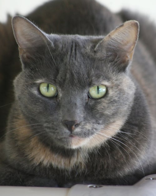 BLUEBERRY - Domestic Short Hair available for adoption