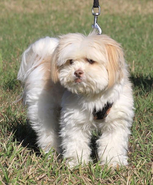 SKIP - Shih Tzu available for adoption