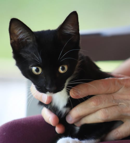 ROLAND - Domestic Short Hair available for adoption