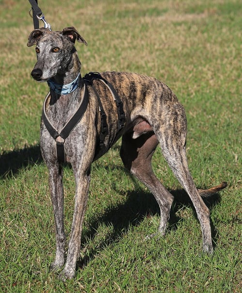 NEPTUN - Greyhound available for adoption