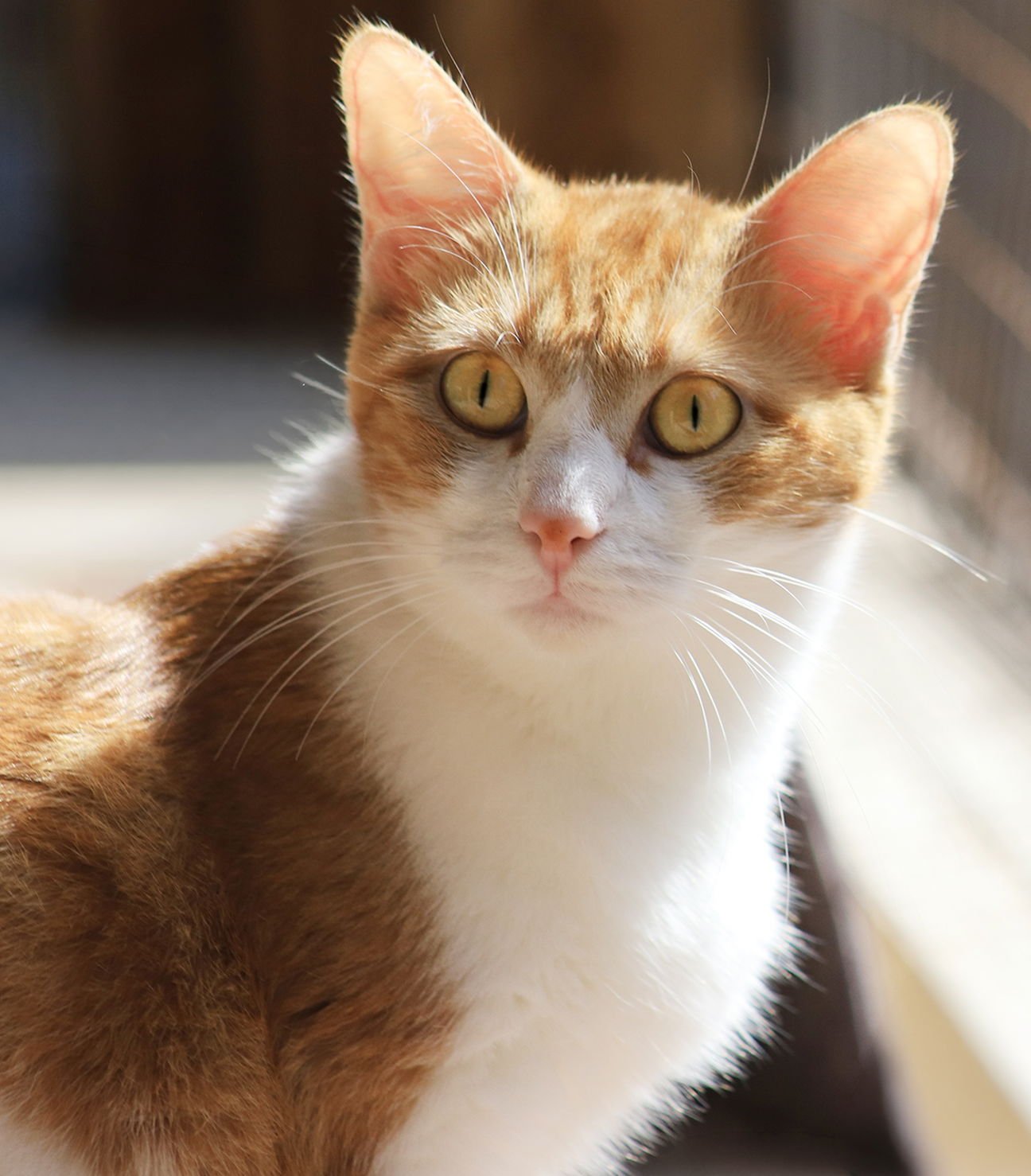 KIKI - Domestic Short Hair available for adoption