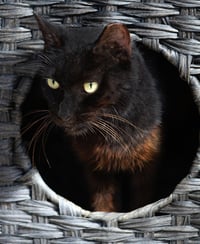 Josephine - Photo 2