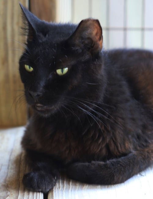 JOSEPHINE - Domestic Short Hair available for adoption