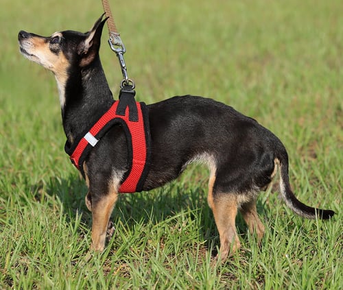 DOROTHY - Miniature Pinscher available for adoption