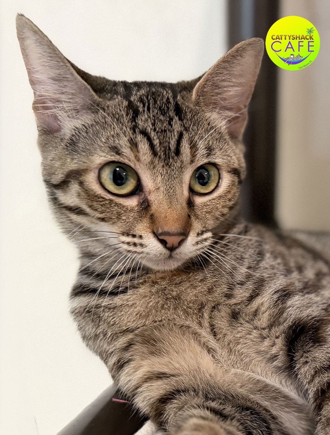 PENNY - CSC - Domestic Short Hair available for adoption