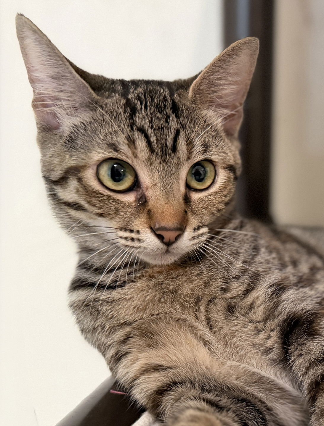 PENNY - CSC - Domestic Short Hair available for adoption