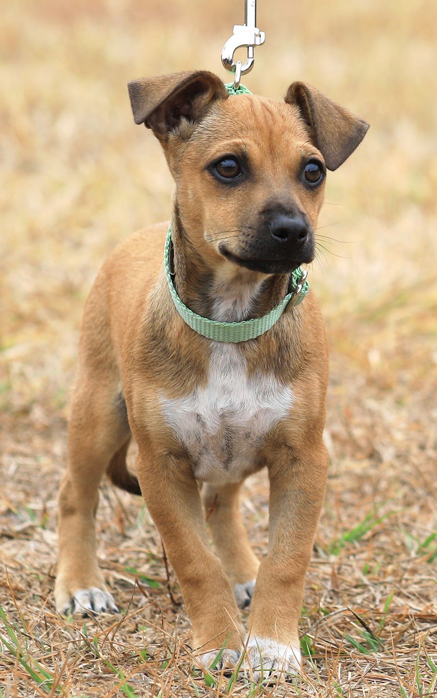 TWIX - Hound available for adoption