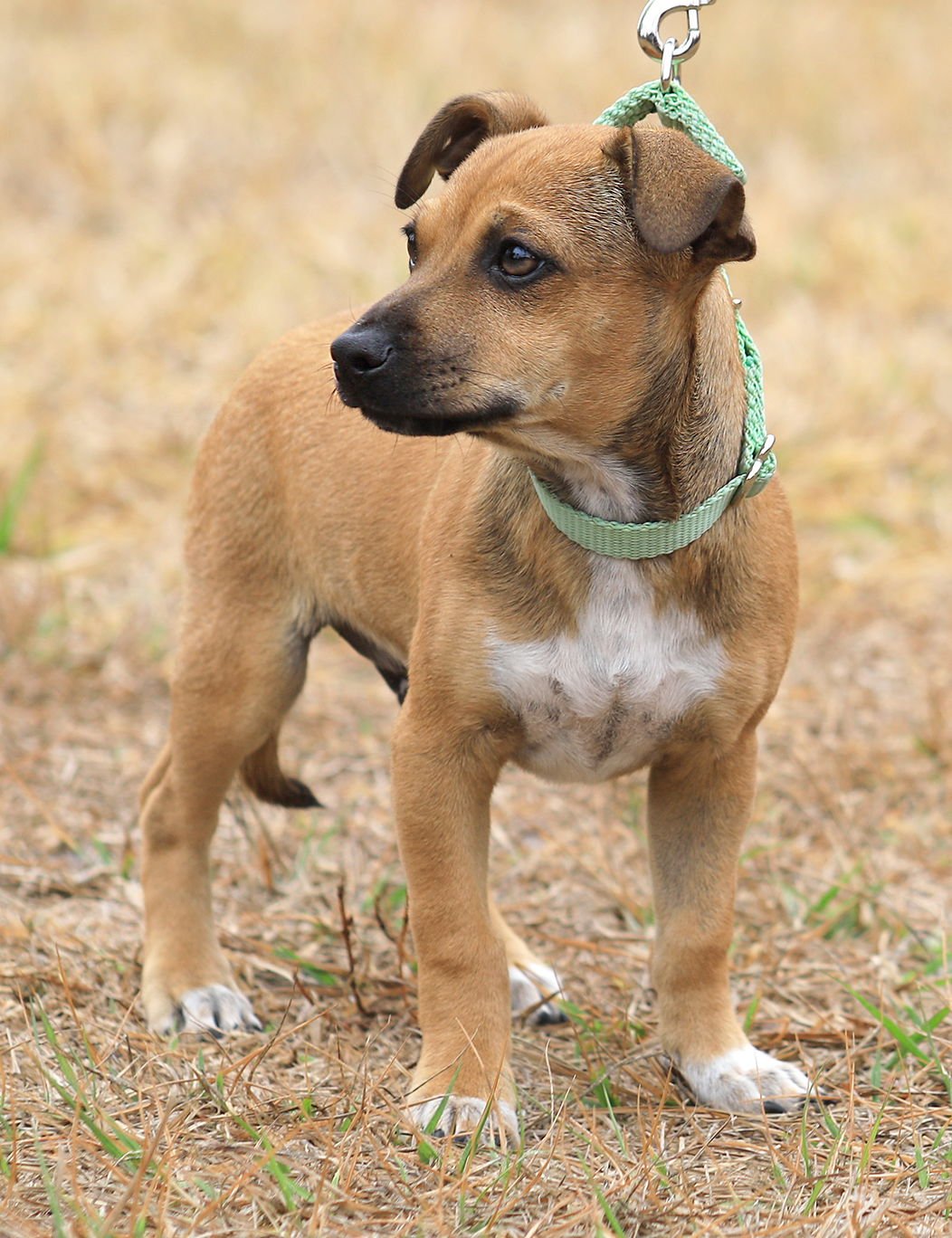 TWIX - Hound available for adoption