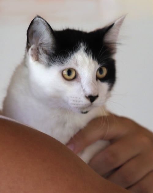 PYRITE - Domestic Medium Hair available for adoption