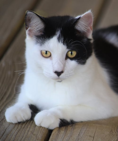 PYRITE - Domestic Medium Hair available for adoption