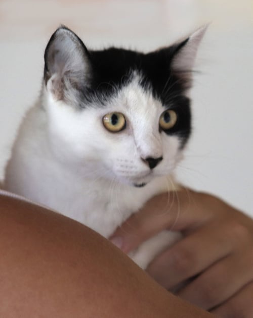 PYRITE - Domestic Medium Hair available for adoption
