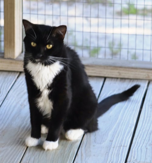 DESIREE - Domestic Short Hair available for adoption