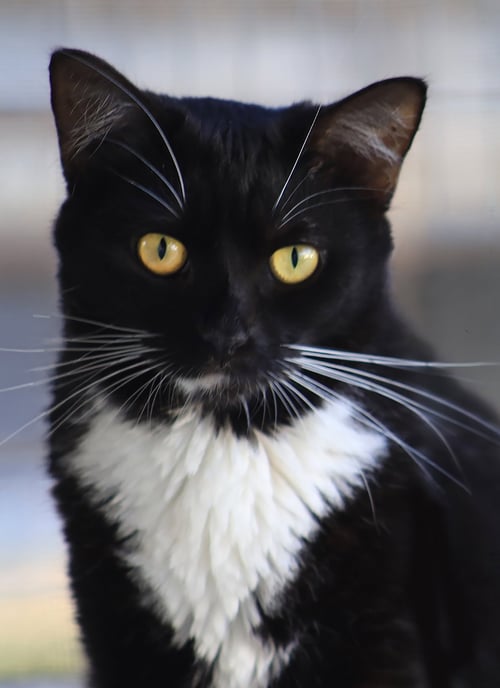DESIREE - Domestic Short Hair available for adoption