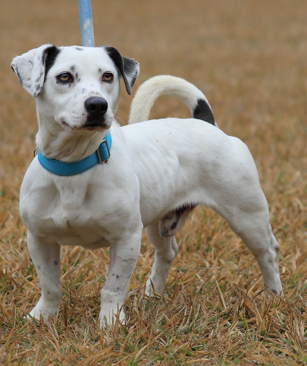 KAIDO - Jack Russell Terrier available for adoption