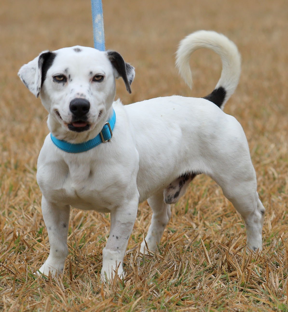 KAIDO - Jack Russell Terrier available for adoption