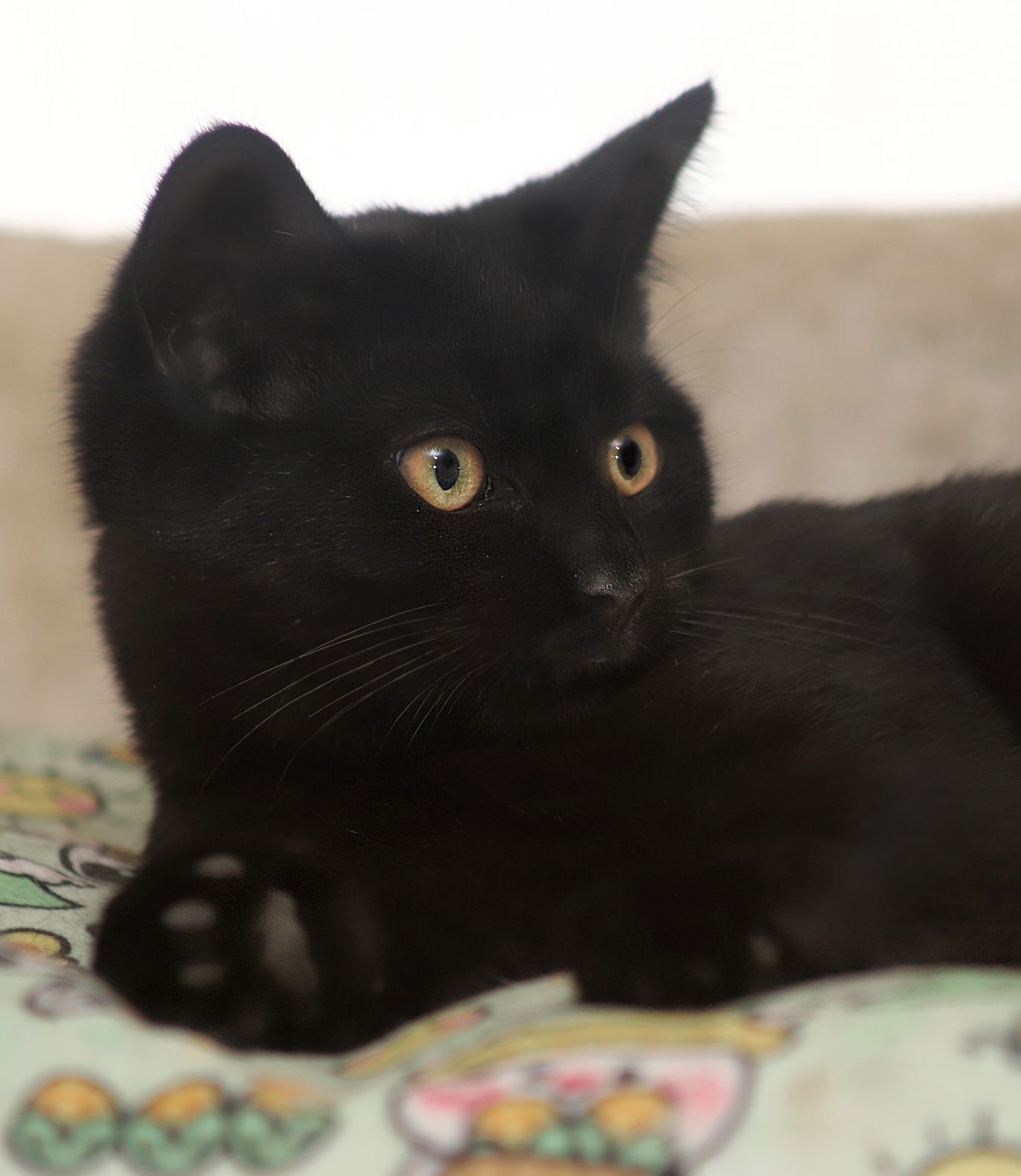 HETA - CSC - Domestic Short Hair available for adoption