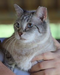 Lilac - Photo 2
