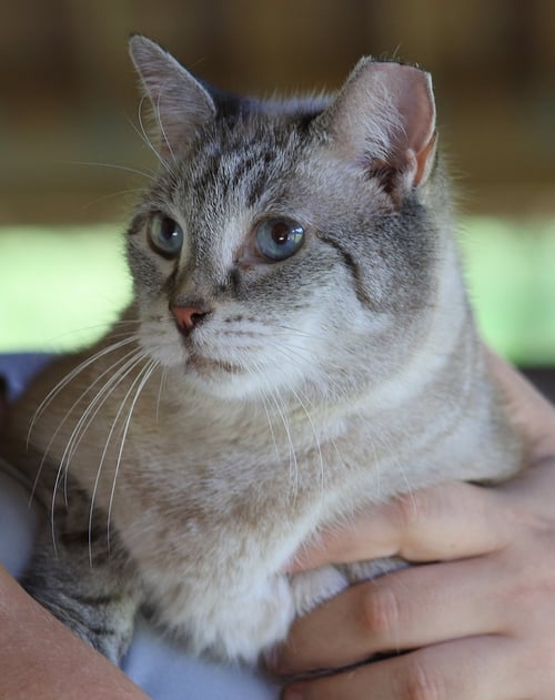 LILAC - Siamese available for adoption
