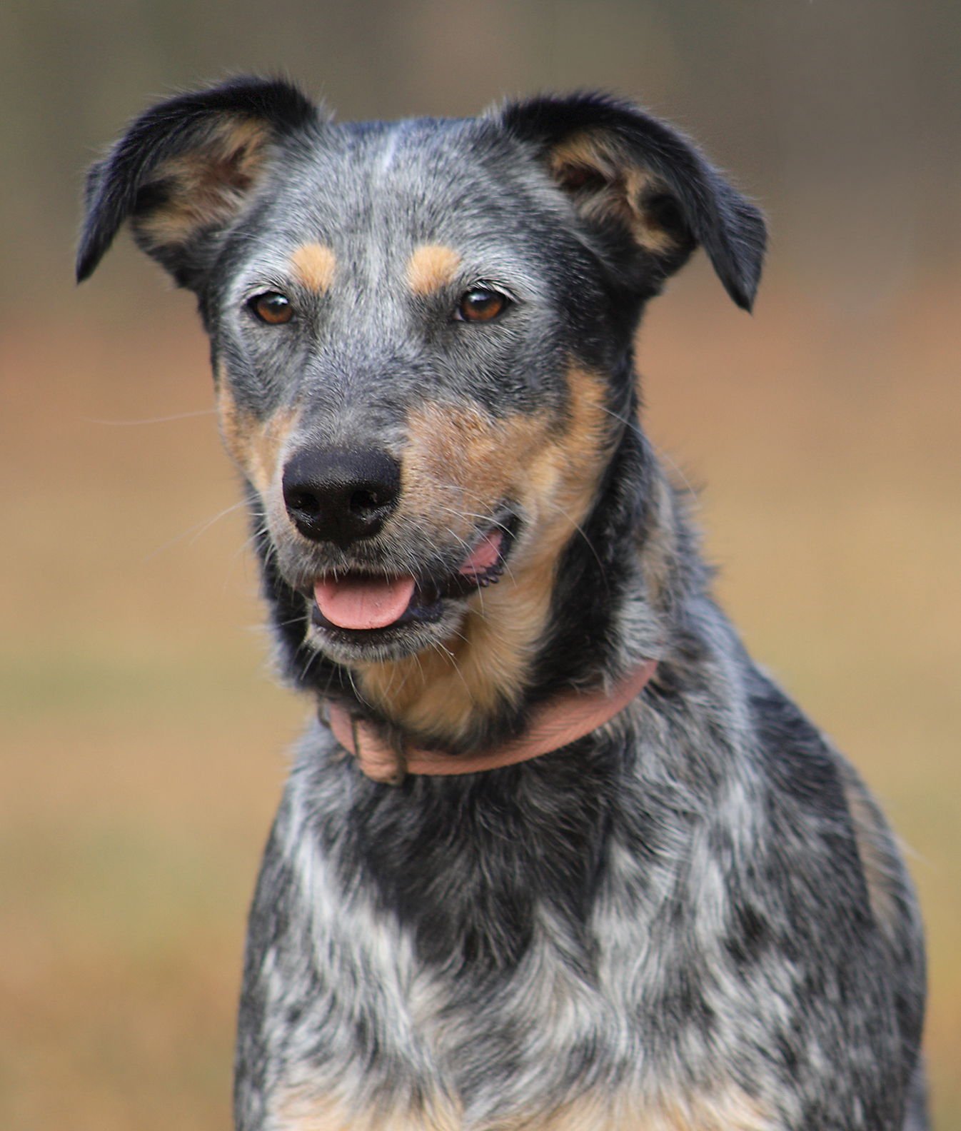 REESES - Australian Cattle Dog/Blue Heeler available for adoption