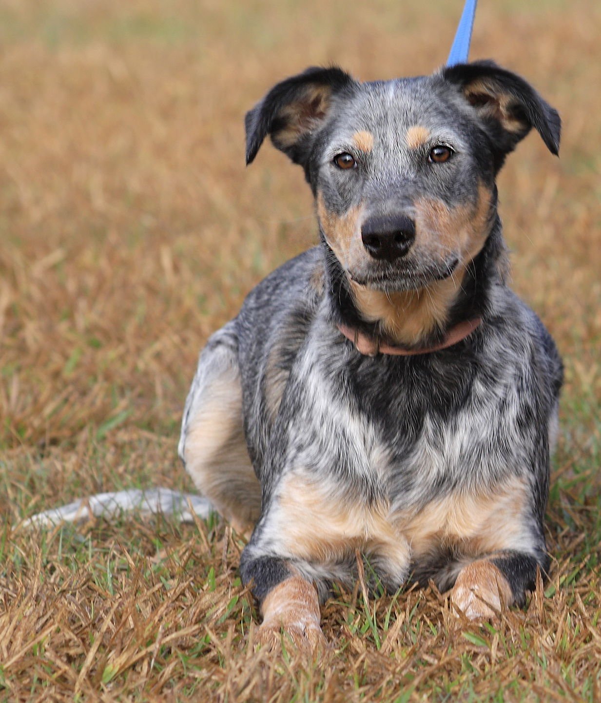 REESES - Australian Cattle Dog/Blue Heeler available for adoption