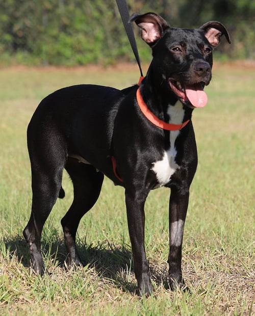 BLOSSOM - Hound available for adoption