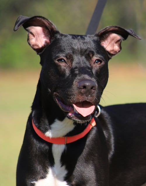BLOSSOM - Hound available for adoption