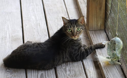 EVAN - Domestic Short Hair available for adoption