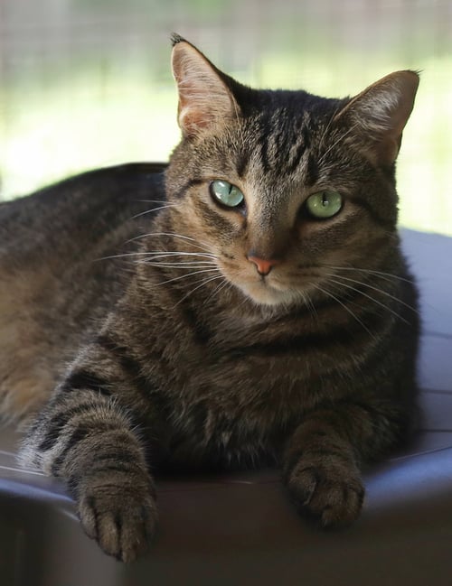 EVAN - Domestic Short Hair available for adoption
